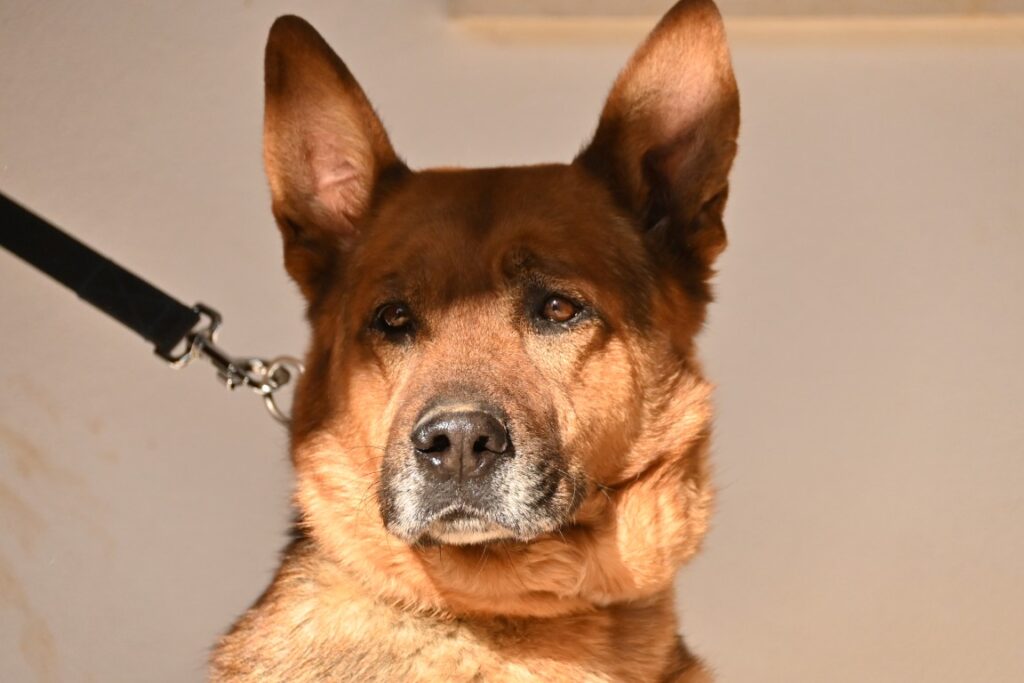 Hugo (M) Croisé / Depuis 2 ans au refuge de Tobarra