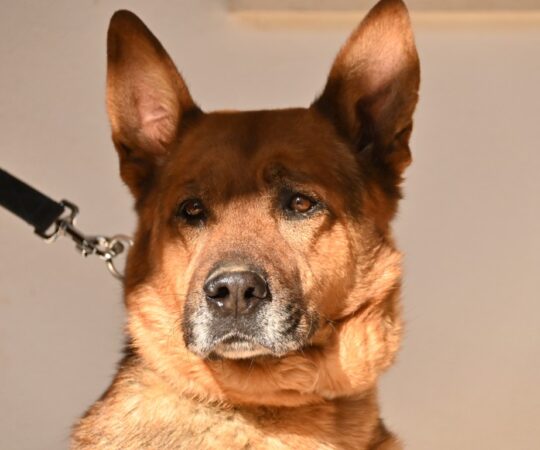 Hugo (M) Croisé / Depuis 2 ans au refuge de Tobarra