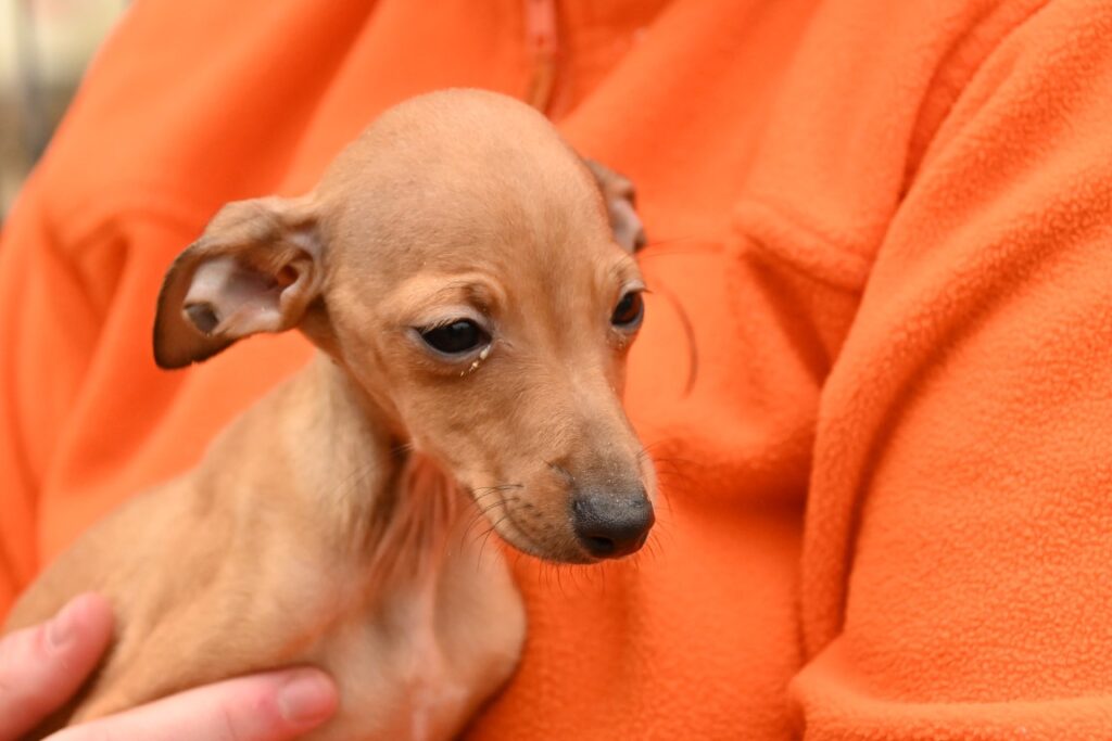 Ipsou (M) Chiot PLI / Refuge de Carmona Adopté