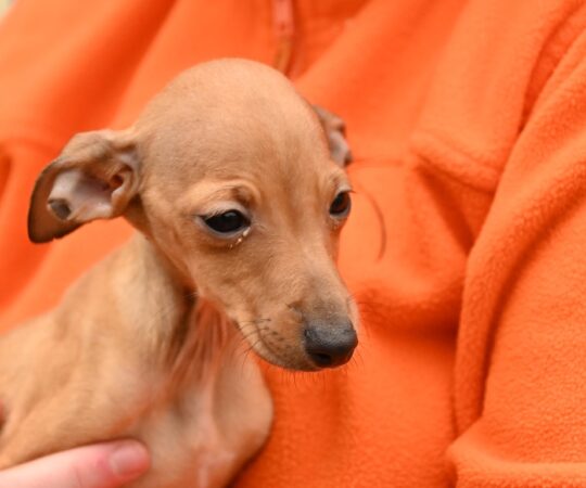 Ipsou (M) Chiot PLI / Refuge de Carmona Adopté