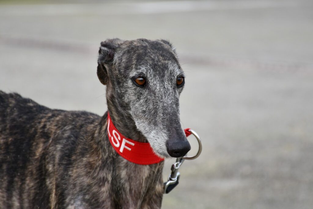 Jazmin (F) Refuge de la FBM Adoptée