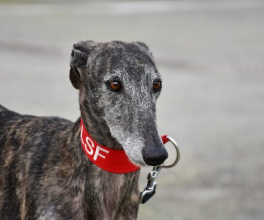 Jazmin (F) Refuge de la FBM.