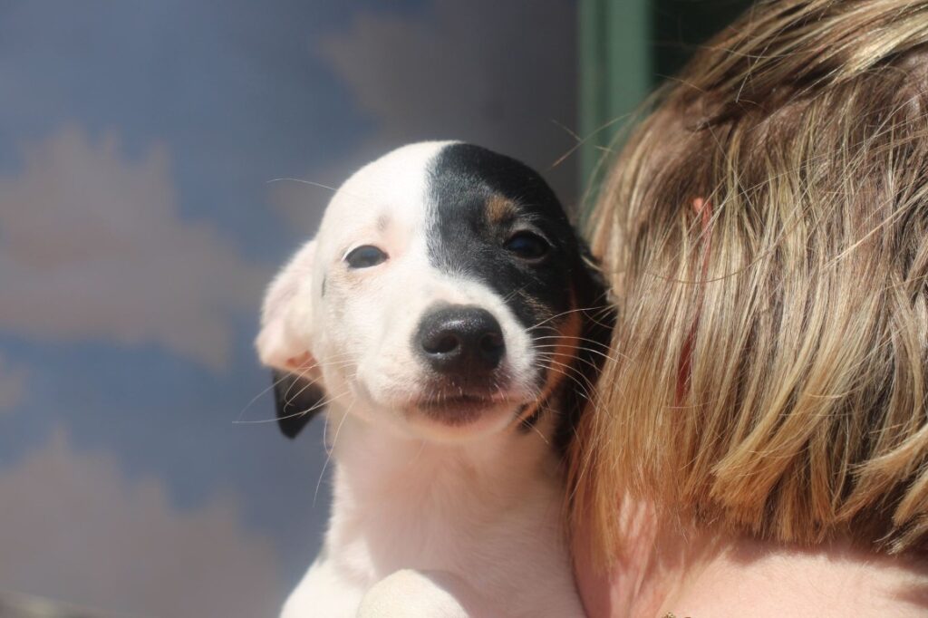 Julius (M) Chiot Pod / Refuge de la FBM