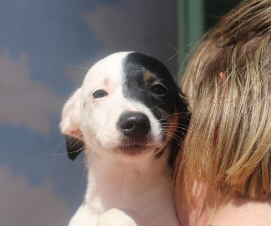 Julius (M) Chiot Pod / Refuge de la FBM