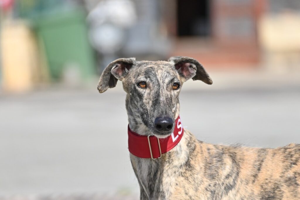 Kalima (F) Refuge de la FBM