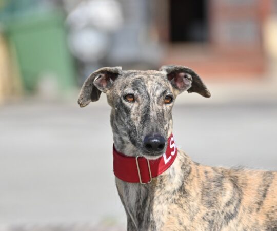 Kalima (F) Refuge de la FBM