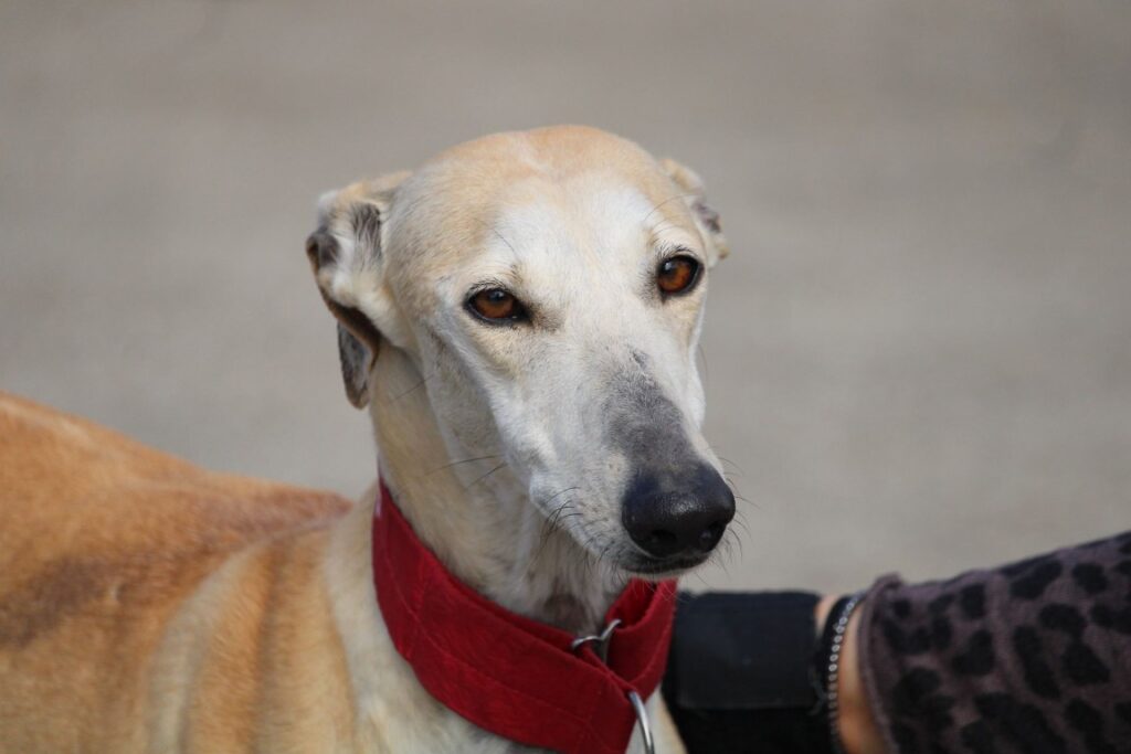 Kanele (F) Refuge de la FBM