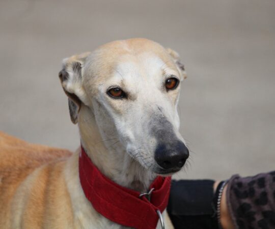 Kanele (F) Refuge de la FBM