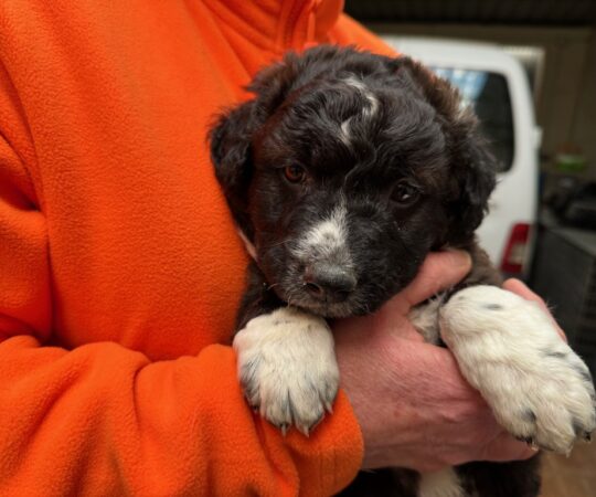 Léo (M) Chiot Mastin / Refuge de Tobarra