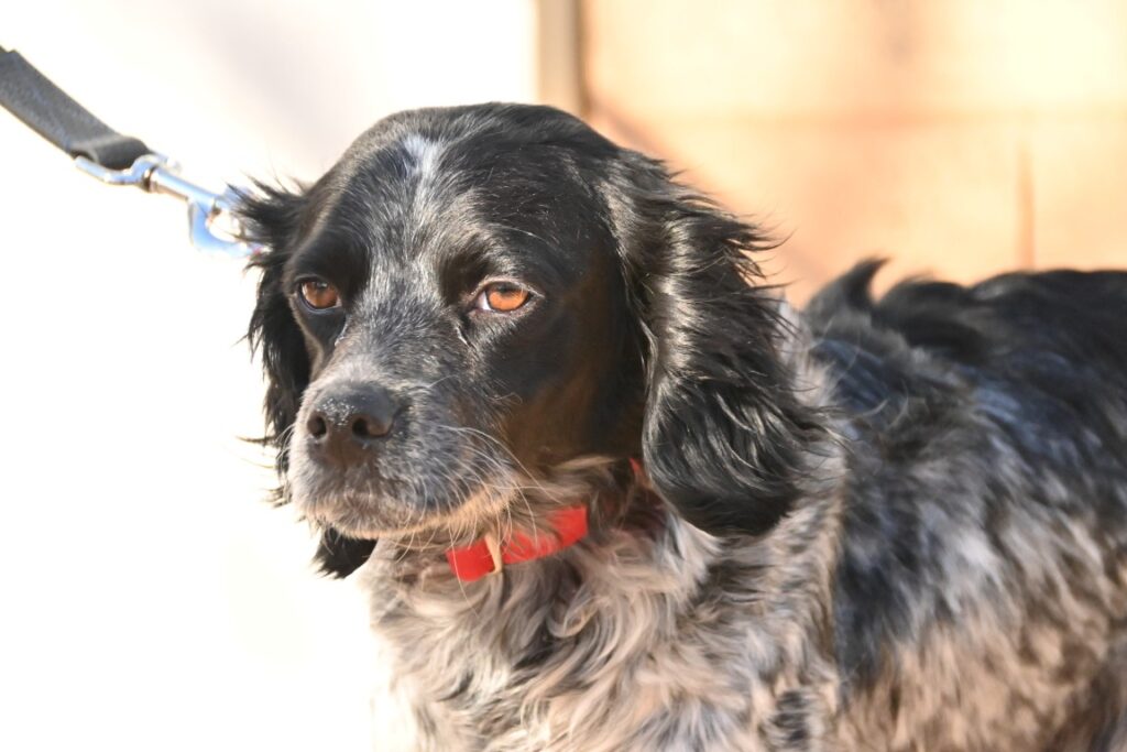 Lisa (F) Croisée / Refuge de Tobarra.