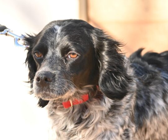 Lisa (F) Croisée / Refuge de Tobarra.