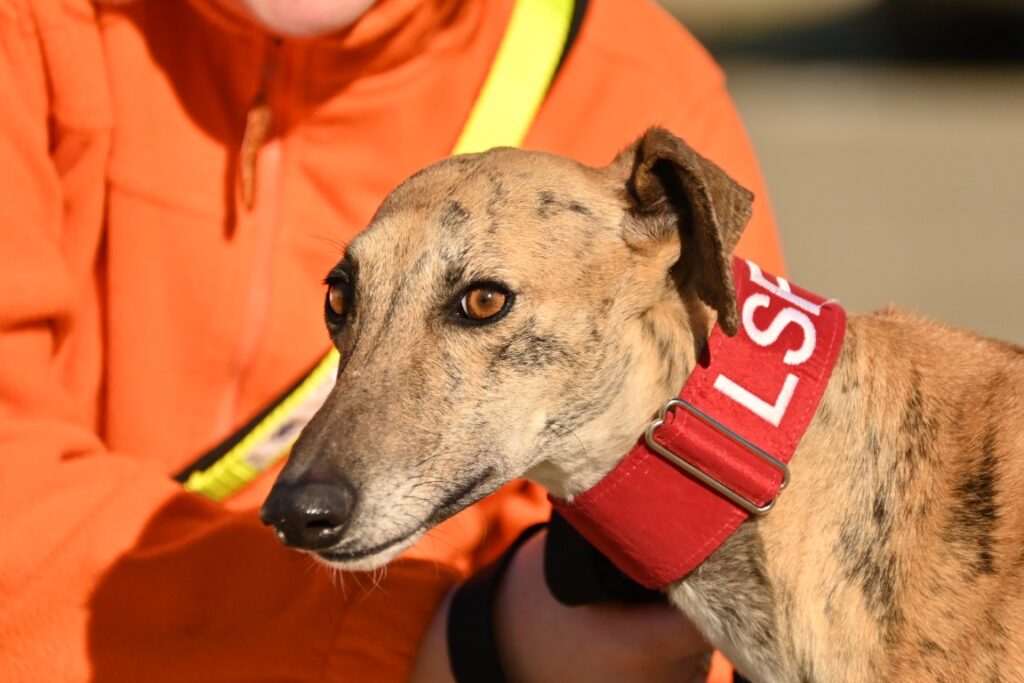 Lorena (F) Refuge de la FBM