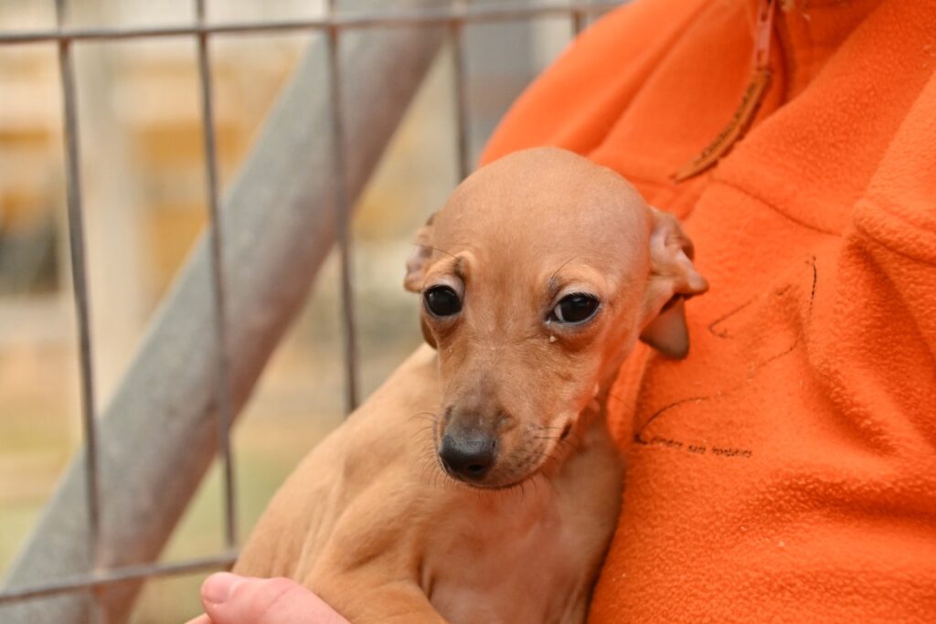 Lucia (F) Chiot PLI / Refuge de Carmona Adoptée