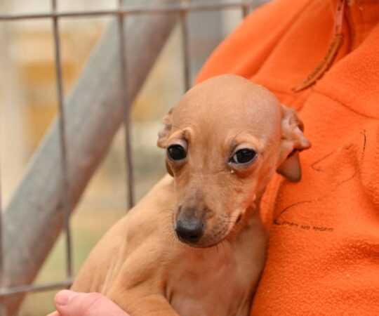 Lucia (F) Chiot PLI / Refuge de Carmona Adoptée