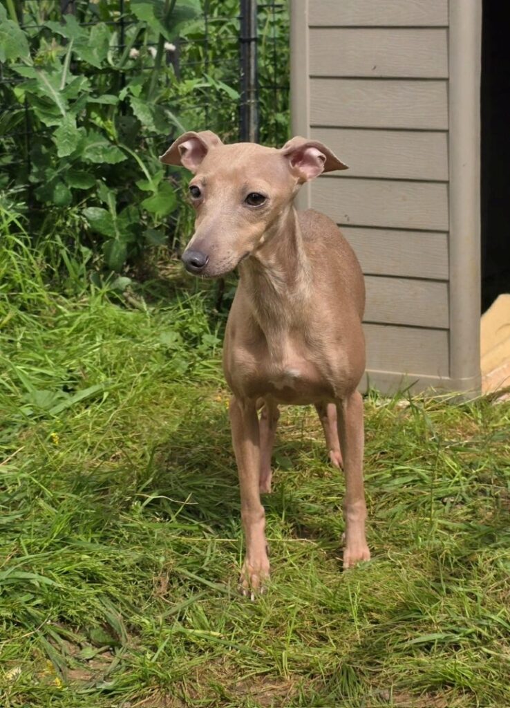 Lucy (F) PLI / Refuge de Carmona Adoptée