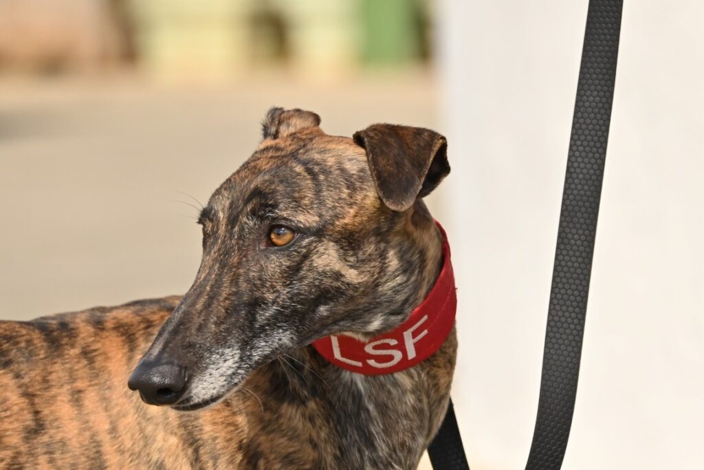 Lulita (F) Refuge de la FBM