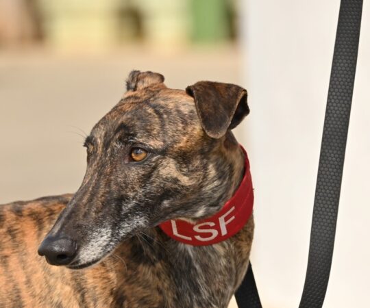 Lulita (F) Refuge de la FBM