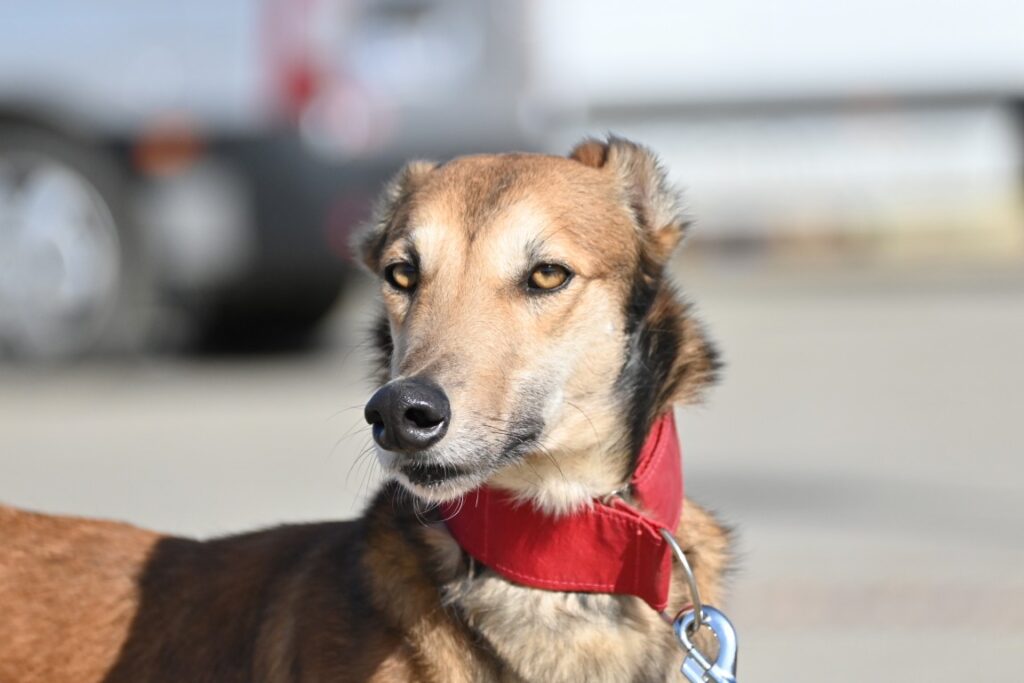 Maestro (M) X Galgo / 18 mois de refuge /  FBM