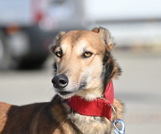 Maestro (M) X Galgo / 18 mois de refuge /  FBM