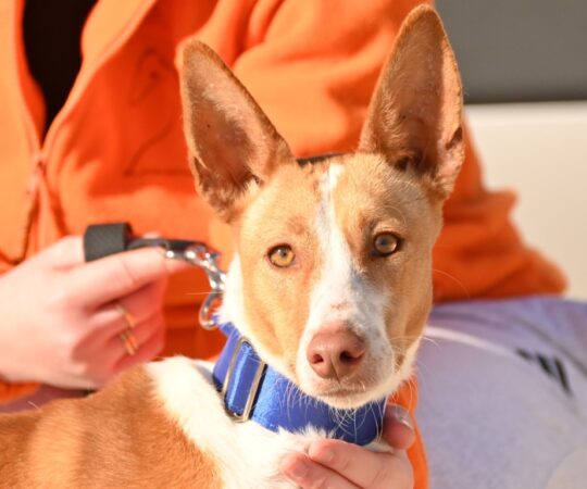 Manuela (F) Pod / Refuge d&rsquo;Abyda