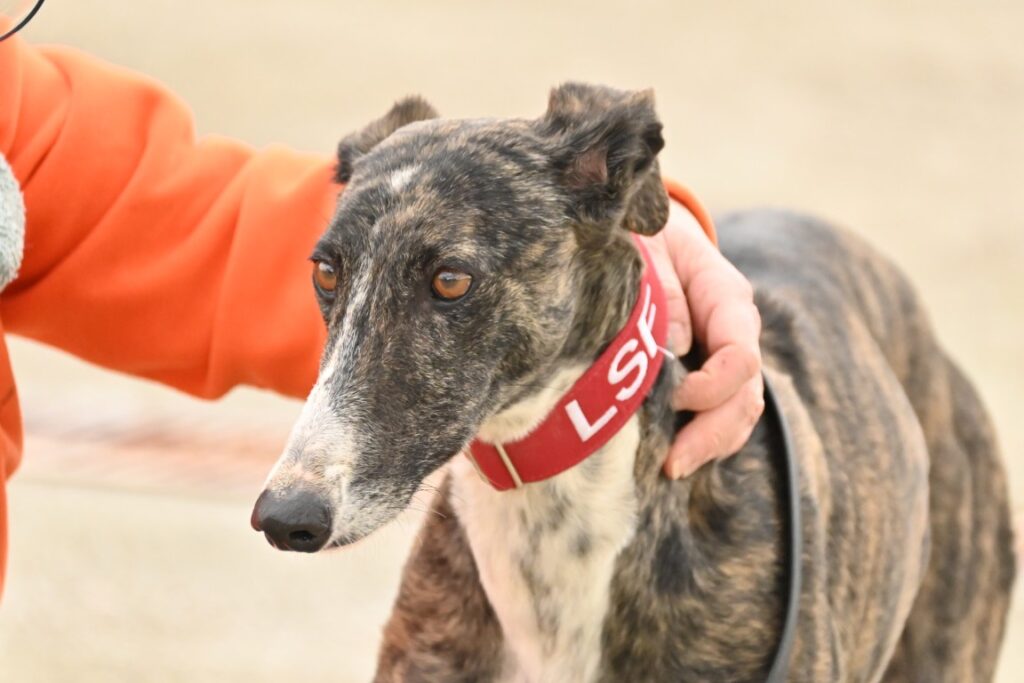 Marcela (M) Refuge de la FBM