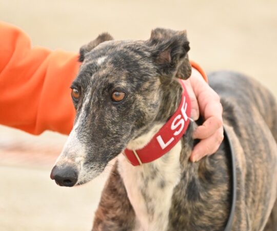 Marcela (M) Refuge de la FBM