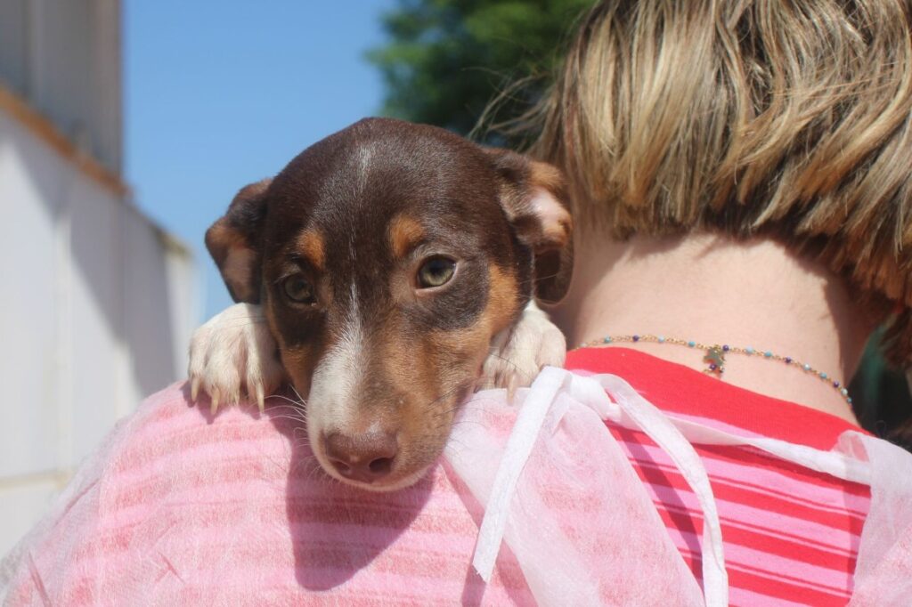Martin (M) Chiot Pod / Refuge de la FBM