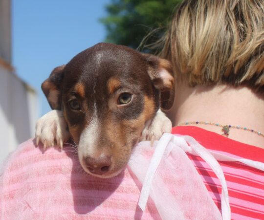 Martin (M) Chiot Pod / Refuge de la FBM
