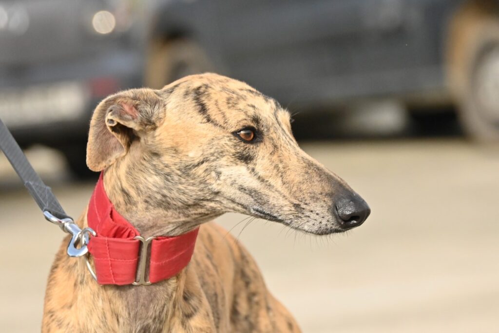 Matéo (M) Refuge de la FBM