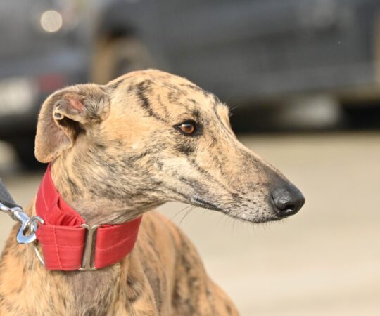 Matéo (M) Refuge de la FBM