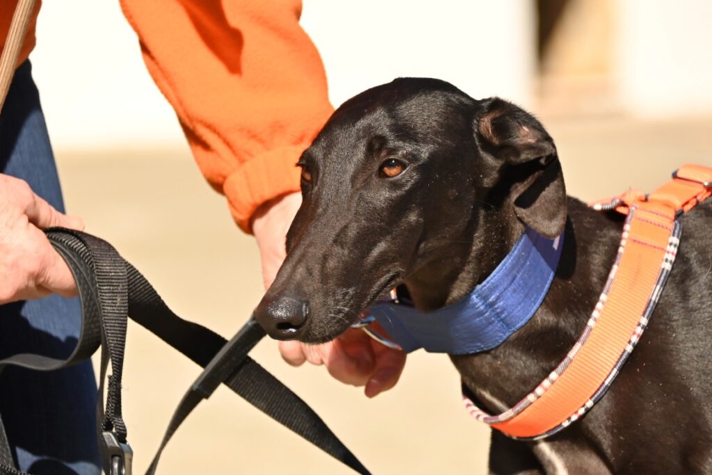 Matisse (M) Refuge de la FBM