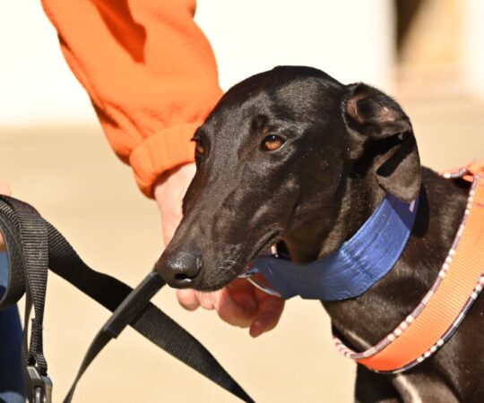 Matisse (M) Refuge de la FBM