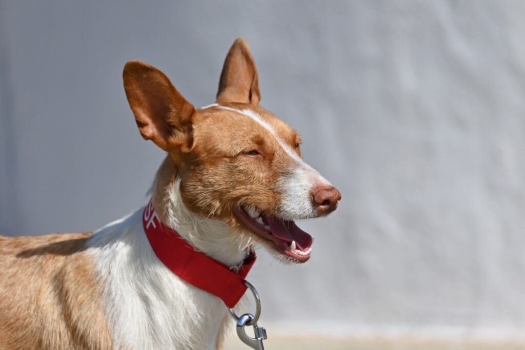 Melusine (Pod) Refuge de la FBM