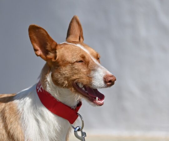 Melusine (Pod) Refuge de la FBM