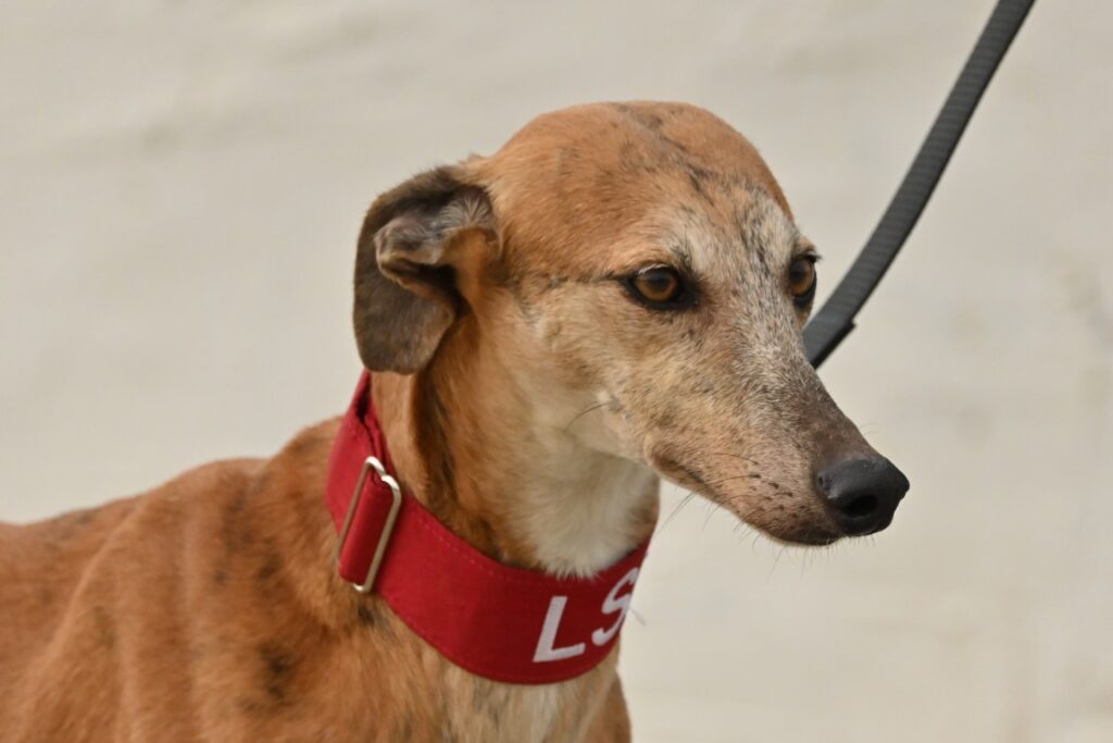 Mirabelle (F) Refuge de la BM