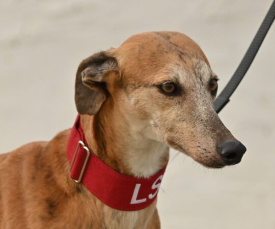 Mirabelle (F) Refuge de la BM