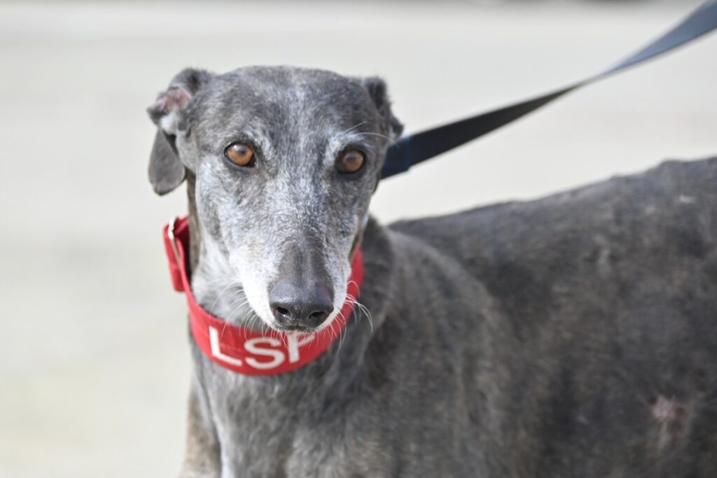 Mona (F) Jeunior Refuge de la FBM