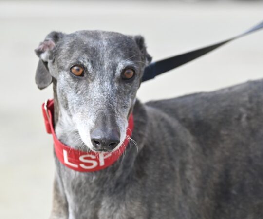 Mona (F) Jeunior Refuge de la FBM