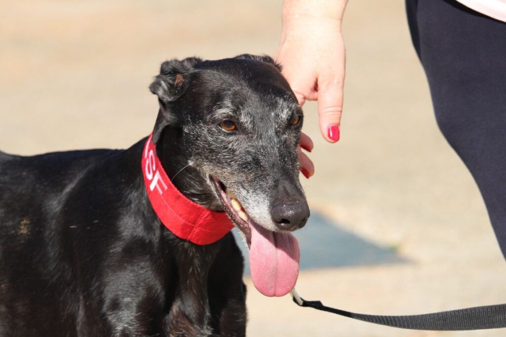 Morena (F) Refuge de la FBM