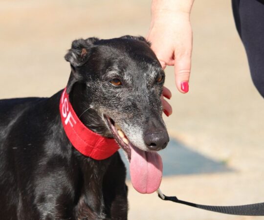 Morena (F) Refuge de la FBM