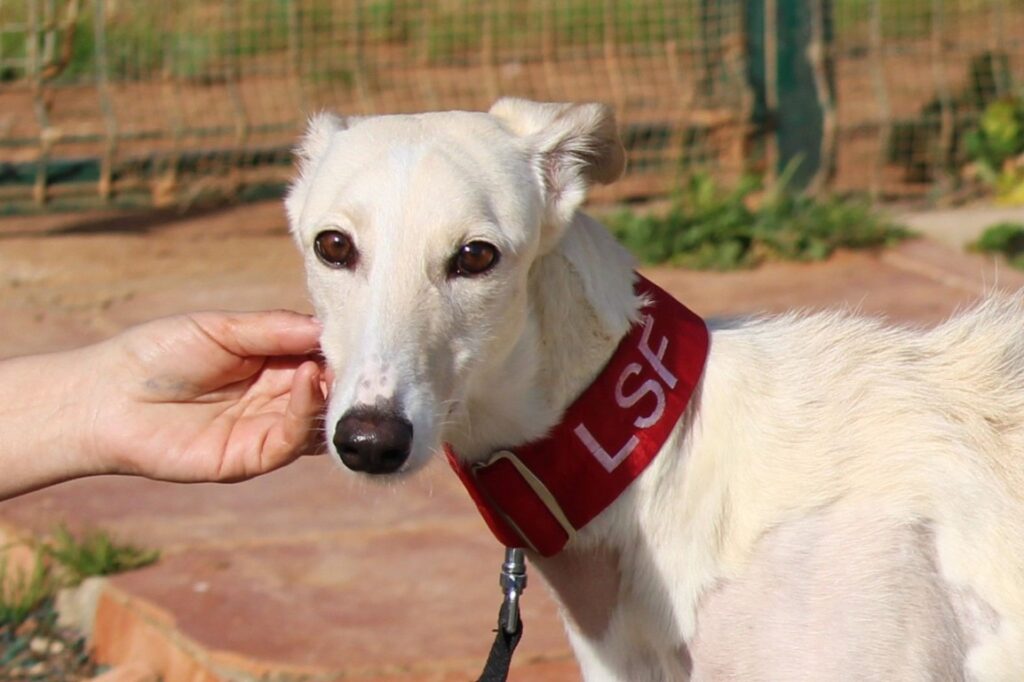 Nagore (F) Hôpital/ Refuge de la FBM