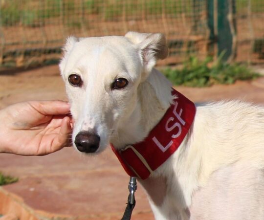 Nagore (F) Hôpital/ Refuge de la FBM