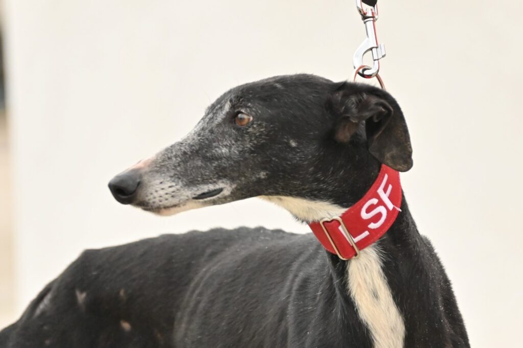 Nebbia (F) Refuge de la FBM