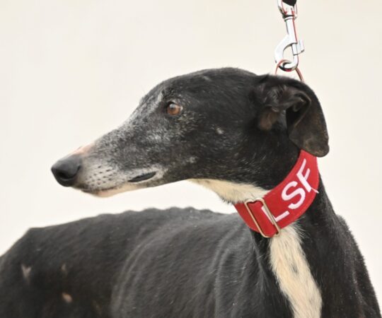 Nebbia (F) Refuge de la FBM