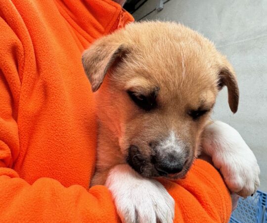 Nougat (M) Chiot Mastin / Refuge de Tobarra