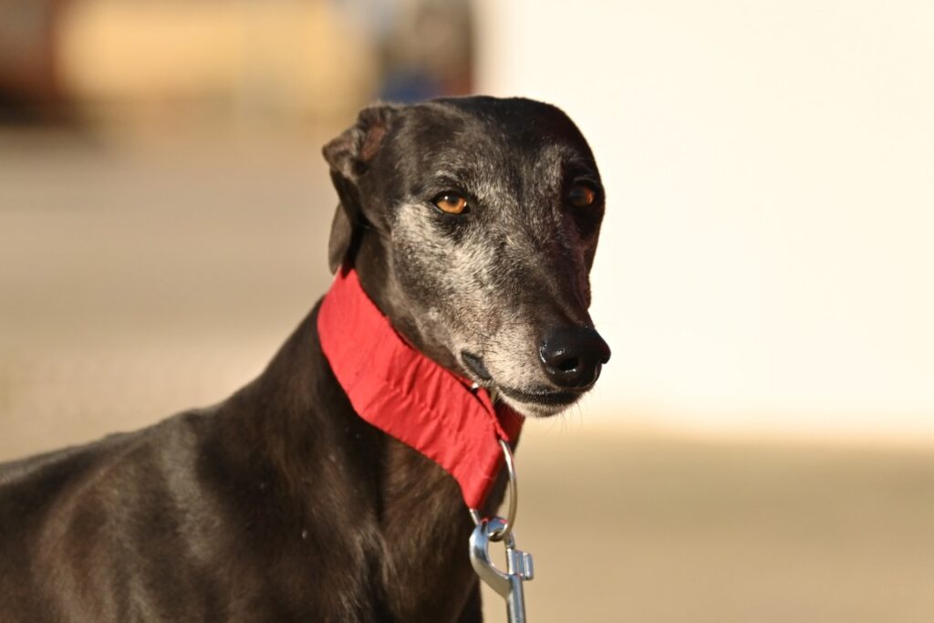 Ophelia (F) Refuge de la FBM