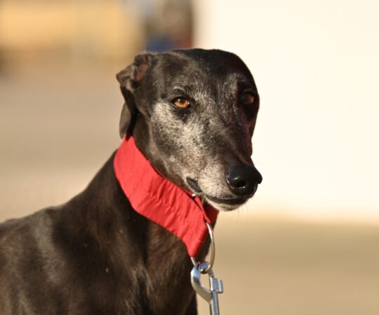 Ophelia (F) Refuge de la FBM