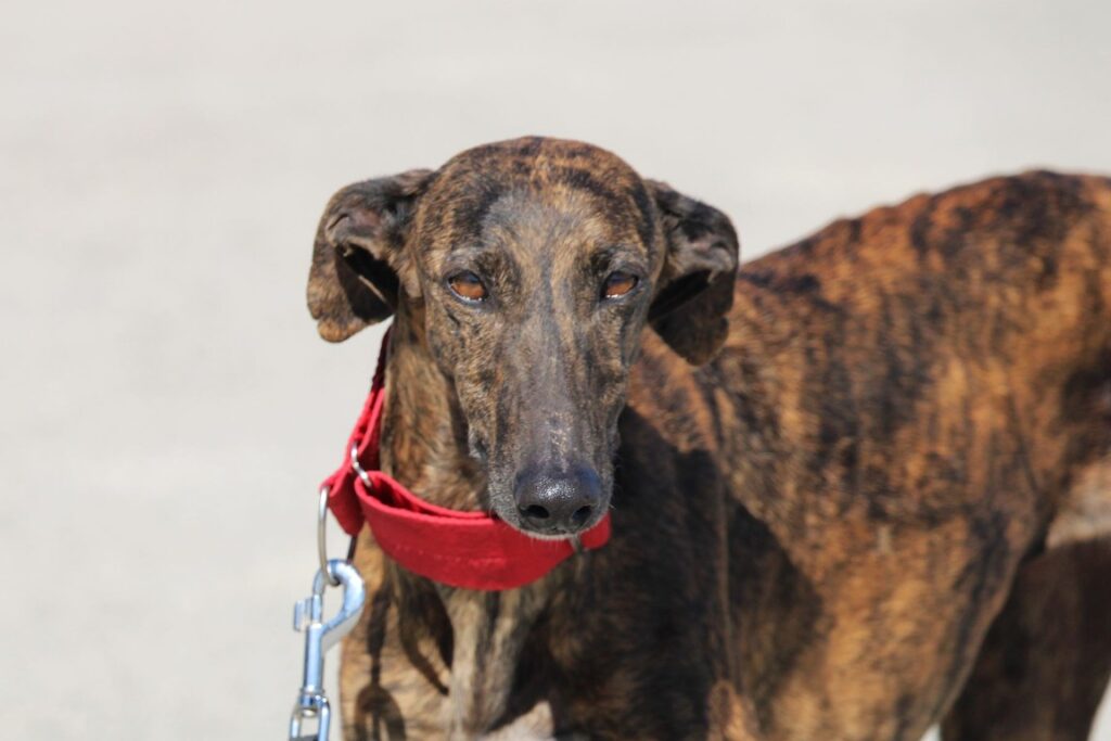 Panti (F) Refuge de la FBM