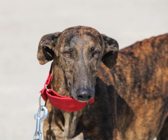 Panti (F) Refuge de la FBM