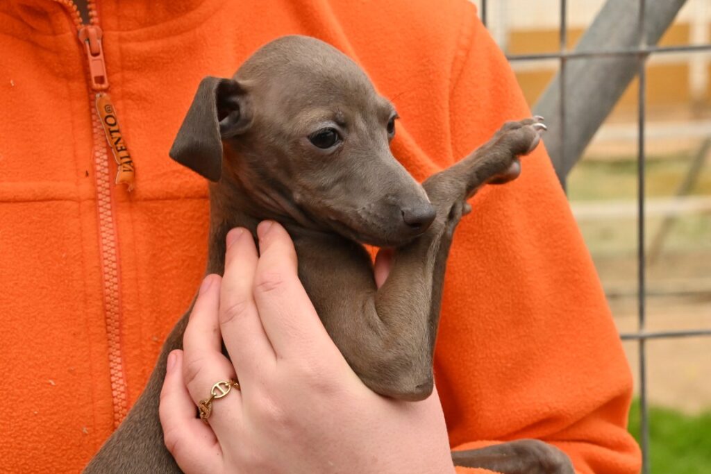 Perle (F) Chiot PLI / Refuge de Carmona Adoptée